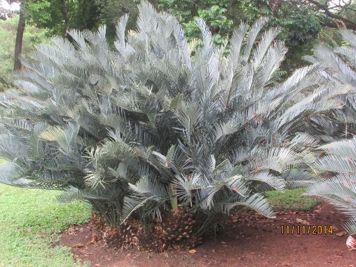 Encephalartos lehmannii